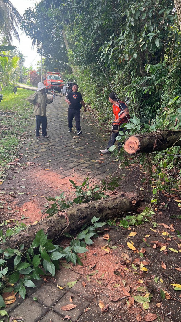 Pohon Tumbang di Jalan Ceroring, Banjar Juwet, Desa Abiansemal, Kecamatan Abiansemal Tanggal 31 Juli 2024